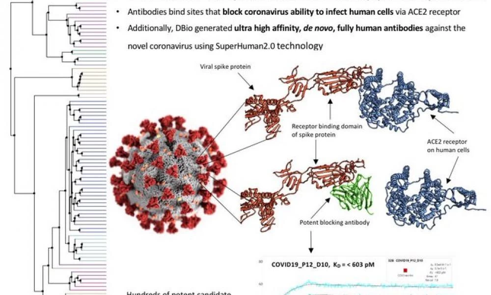 Υπόσχονται θεραπεία για τον κορονοϊό με αντισώματα από παλιότερους ιούς